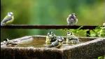 garden_bird_bath_a33